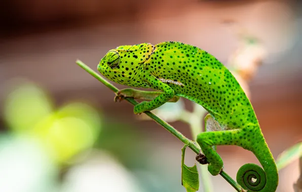Green, chameleon, branch, bokeh
