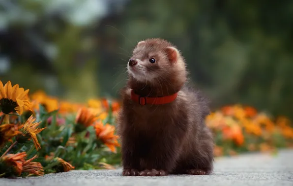 Look, flowers, pose, garden, track, collar, animal, face