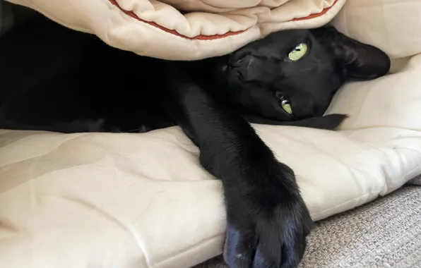 Cat, cat, look, pose, black, the game, paw, large
