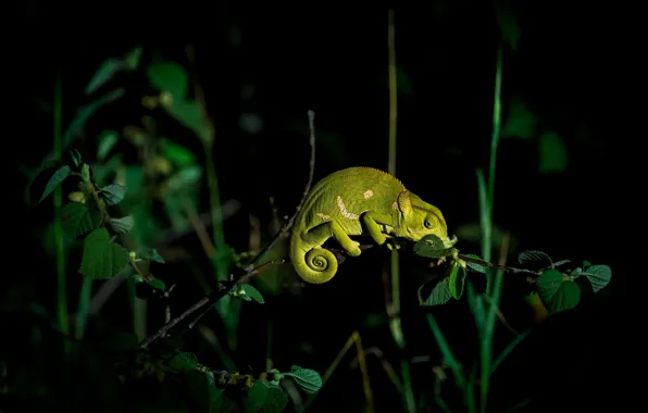 Picture night, branches, chameleon, Light painted chameleon