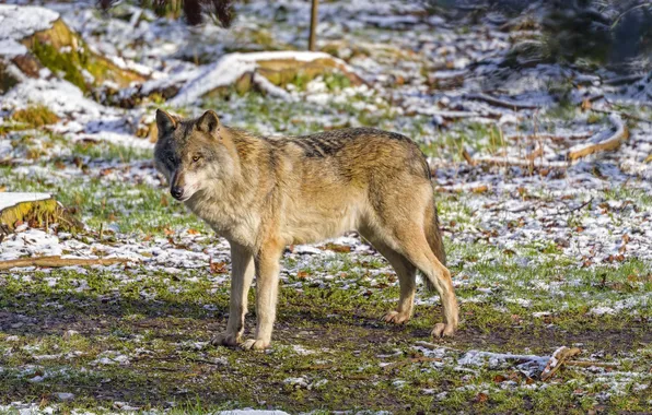 Picture nature, face, animal, wolf, wildlife, head, fur, mammal