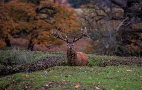 Autumn, deer, horns