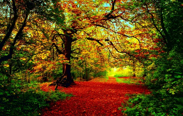 Autumn, forest, the sun, light, trees, red-yellow-green foliage
