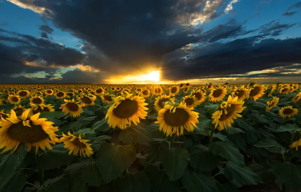 Picture sunflowers, sunset, nature