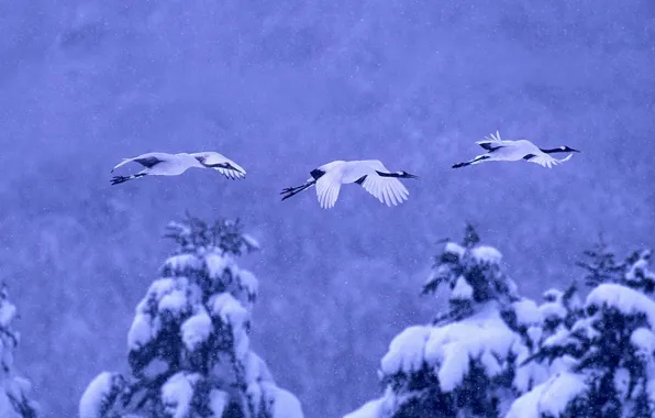 Winter, snow, birds, Japan, Hokkaido, Japanese crane, National Park akan