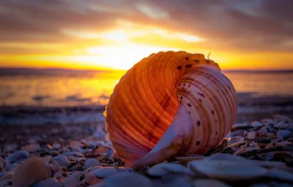 Picture sea, beach, the sky, light, sunset, shore, coast, the evening