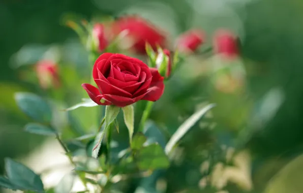 Picture flower, macro, rose, red, buds