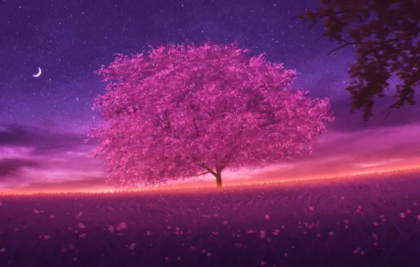The sky, night, spring, Sakura, cvetenie