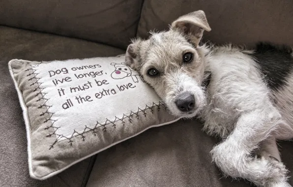 Picture look, comfort, grey, background, sofa, the inscription, dog, puppy