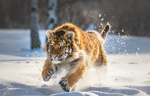 Picture winter, snow, tiger