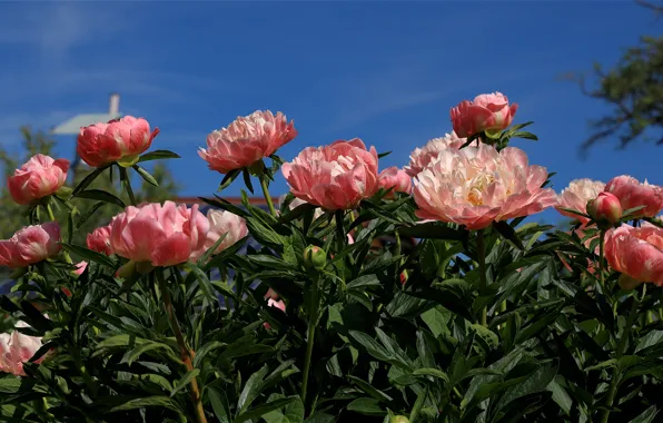 The sky, leaves, flowers, blue, spring, garden, pink, flowerbed