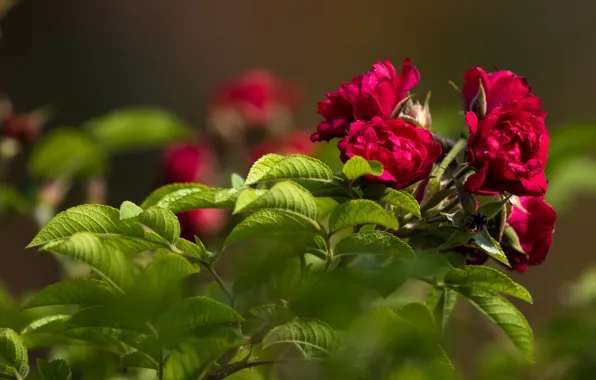 Picture greens, leaves, flowers, red, green, background, roses, beauty