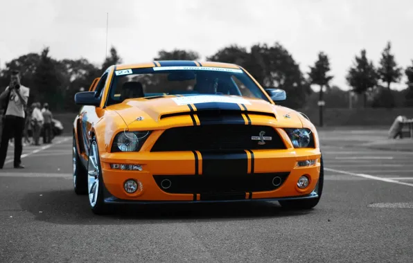 Picture shelby, cars, auto, gt500