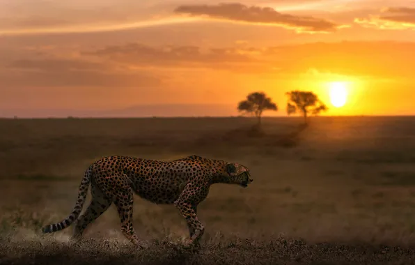 Sunset, nature, Cheetah