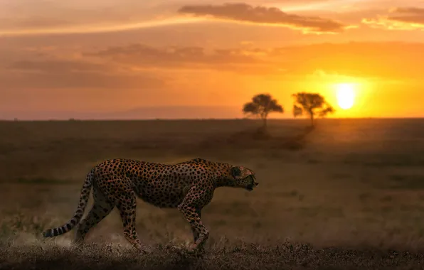 Picture sunset, nature, Cheetah
