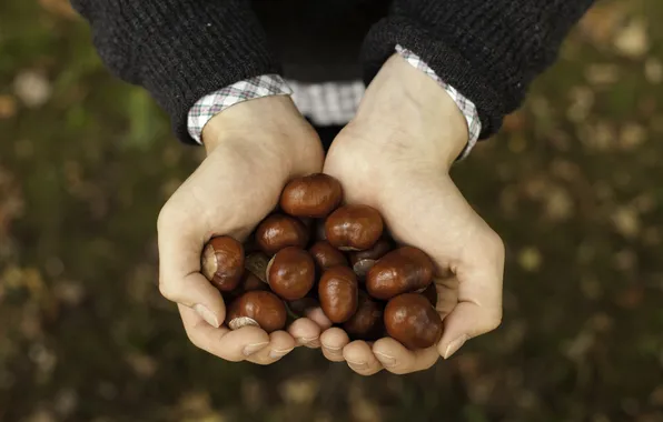 Picture hands, brown, chestnuts