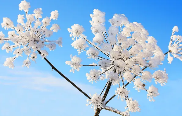 The sky, snow, plant