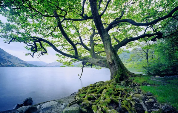 Water, Tree, Mountains, Grass, Moss, Roots