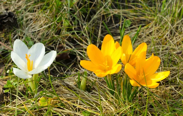 Picture flower, spring, crocus