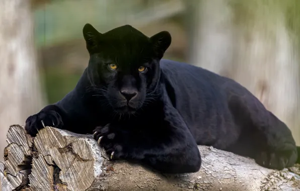 Look, Jaguar, wild cat, black Panther