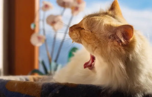Language, cat, cat, look, face, flowers, pose, window