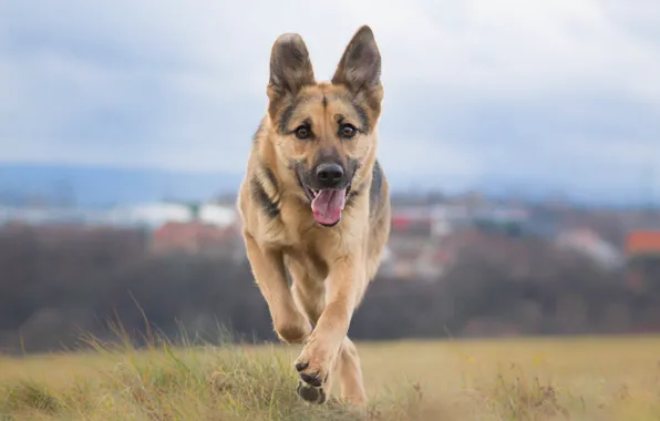 Picture dog, walk, shepherd