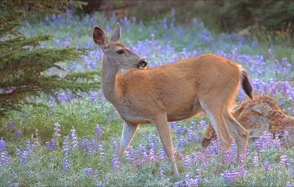 Animals, nature, ROE