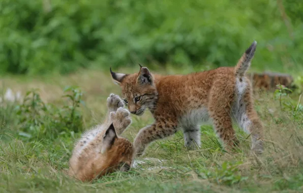 Grass, pose, the game, pair, kittens, kids, a couple, lynx