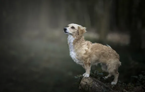 Picture nature, each, dog