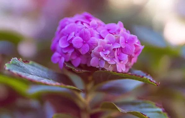 Picture nature, plant, petals, inflorescence