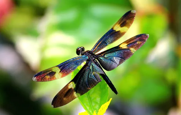Wings, dragonfly, insect, wings