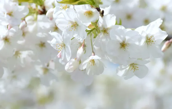 Tenderness, spring, Sakura, white flowers