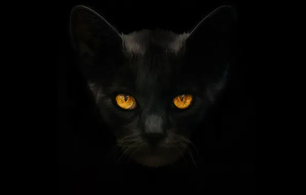 Picture Look, Mustache, Cat, Eyes, Black, Art, Black background, Ears