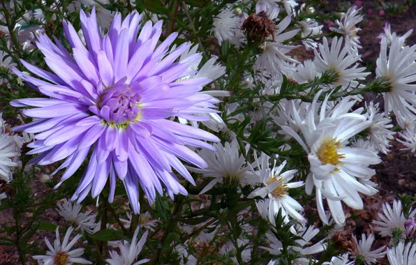 Picture autumn, drops, chrysanthemum, Astra