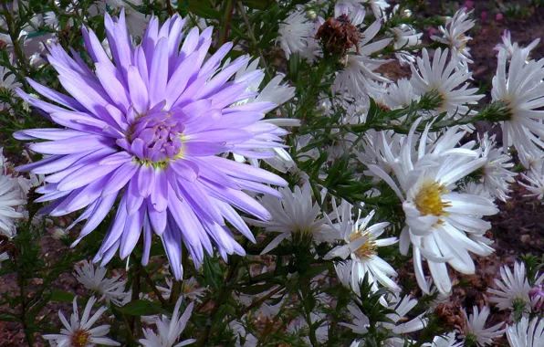 Autumn, drops, chrysanthemum, Astra