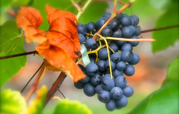 Leaves, red, sheet, grapes, bunch