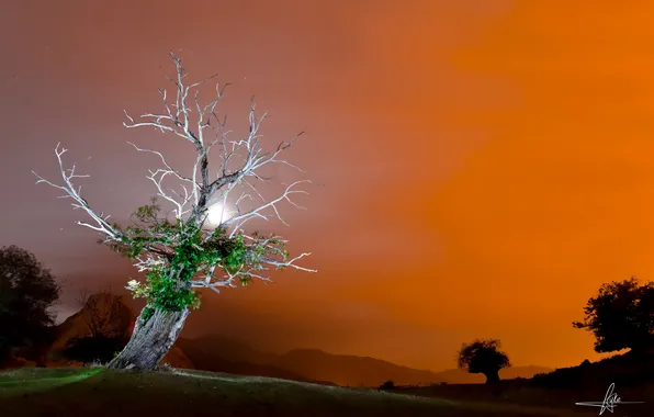 Picture light, night, tree