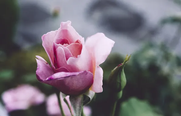 Flower, rose, petals