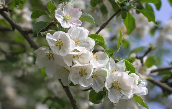 Picture tree, spring, Apple