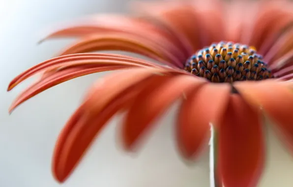 Macro, flowers, nature