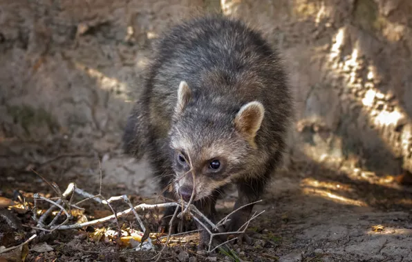 Look, branches, raccoon
