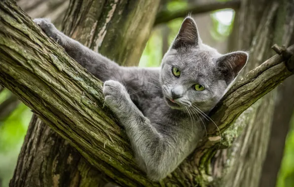 Language, cat, cat, look, face, nature, pose, grey