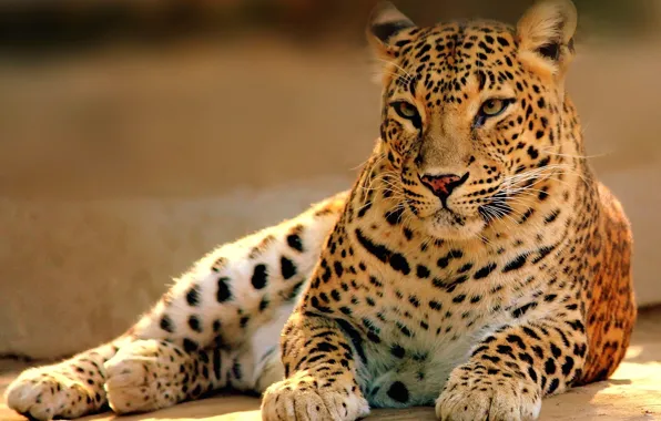 Picture cat, predator, leopard, lies