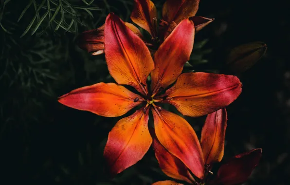 Macro, the dark background, Lily, Lily, orange, bright