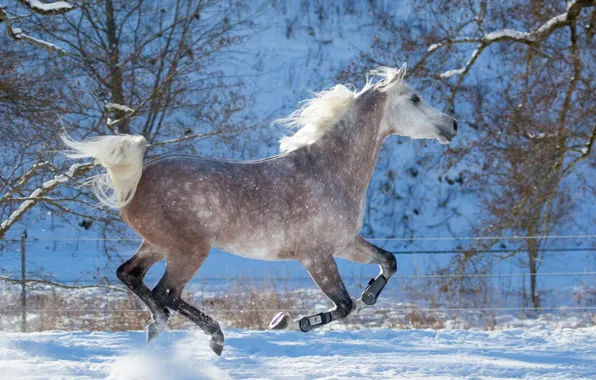 Picture grey, movement, horse, horse, speed, power, running, grace