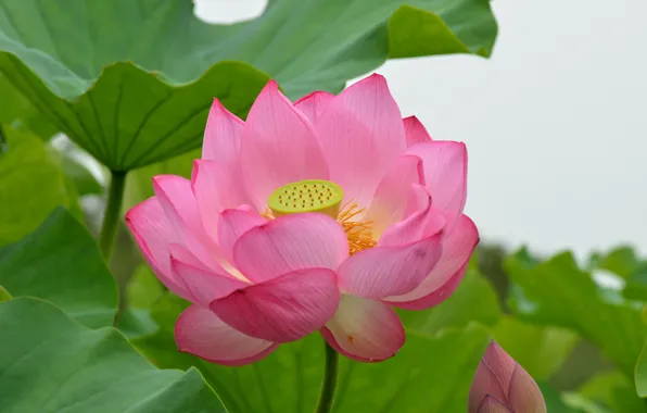 Picture leaves, petals, Lotus