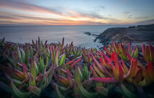 Sea, the sky, rocks, shore, view, plants, succulents