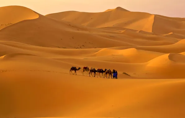 Sand, the sky, desert, barkhan, camel, caravan
