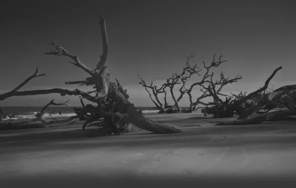 Sand, beach, trees, night, darkness, shore, the evening, logs