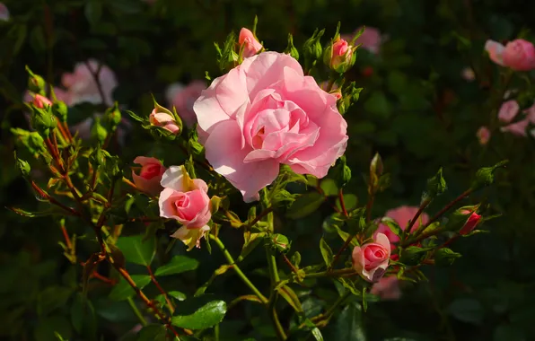 Pink, roses, blooming
